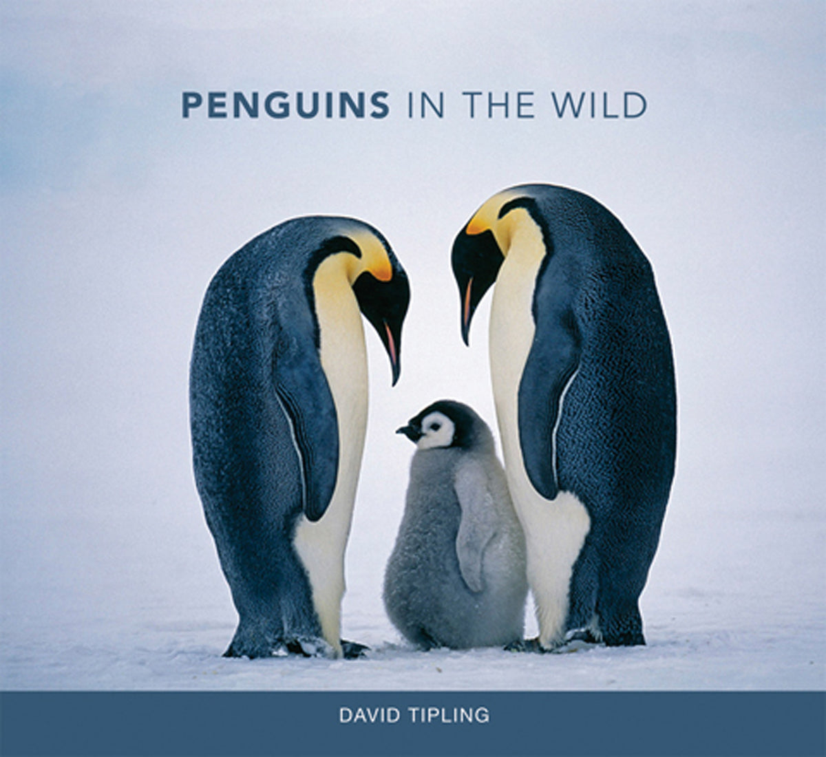 Cover of Penguins in the Wild